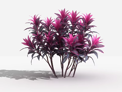 Vibrant Decorative Shrub With Purple And Pink Leaves For Indoor Decoration 3d model