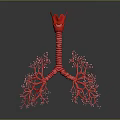 Medical Device 3D Anatomical Respiratory System Model with Lung and Trachea Structure 3d model