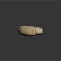 Conch Bone Snail Snail Field Snail 3d model