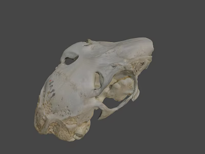 Detailed Animal Skull Specimen With Natural Bone Structure And Texture 3d model