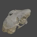 Detailed Animal Skull Specimen With Natural Bone Structure And Texture