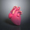 Realistic 3D Rendered Human Heart Organ with Detailed Blood Vessels on Dark Background
