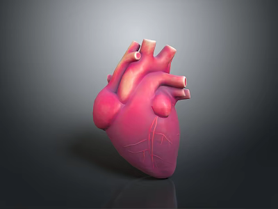Realistic 3D Rendered Human Heart Organ with Detailed Blood Vessels on Dark Background 3d model