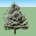 Two Evergreen Trees With Lush Green Foliage Straight Trunks And Full Canopy