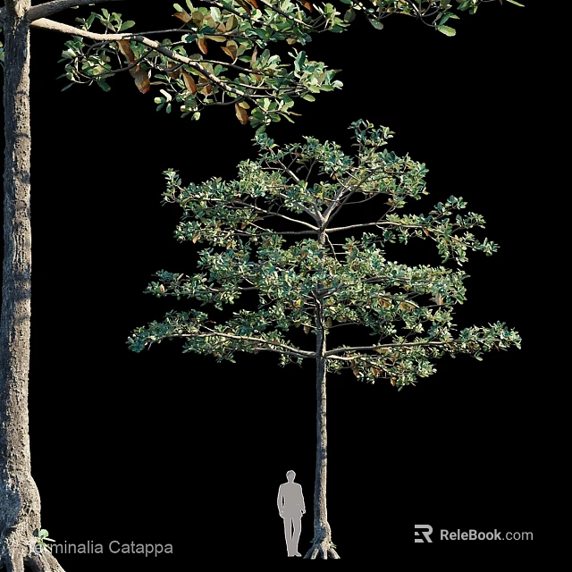 Ornamental Garden Tree Display With Lush Green Foliage Different Sizes And Scale Figure 3d model 