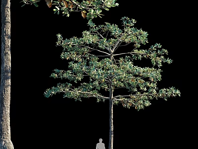 Ornamental Garden Tree Display With Lush Green Foliage Different Sizes And Scale Figure 3d model