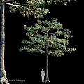 Ornamental Garden Tree Display With Lush Green Foliage Different Sizes And Scale Figure