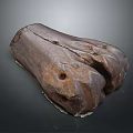 Biological Organ With Hair Featuring Rough Textured Surface And Natural Structure Details
