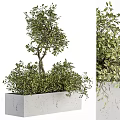 Lush Green Bonsai Tree In White Rectangular Pot With Dense Foliage And Tall Trunk 3d model