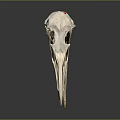 Detailed Bird Skull Anatomical Model Medical Device with Gray Background and Reflection