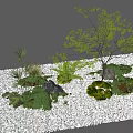 Plant Combination Featuring Diverse Greenery Stones and White Pebbles Garden Arrangement