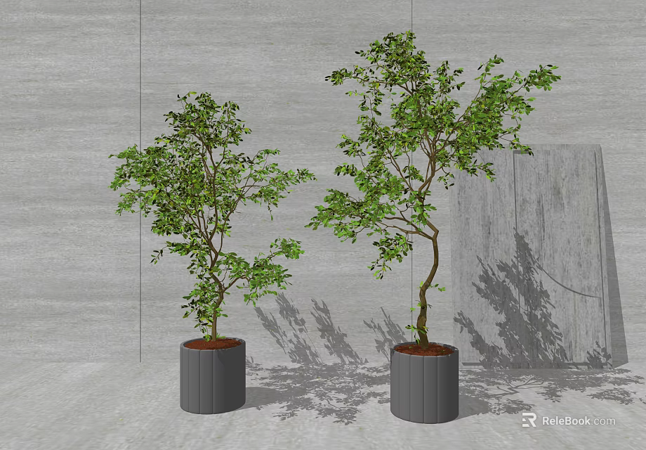 Two Bonsai Potted Trees With Green Foliage In Gray Cylindrical Pots Indoor Setting 3d model 