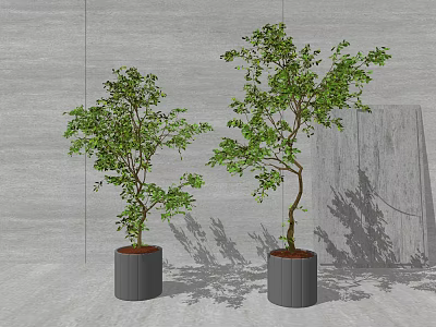 Two Bonsai Potted Trees With Green Foliage In Gray Cylindrical Pots Indoor Setting 3d model