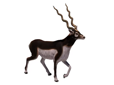 Graceful Antelope With Long Curved Horns And Brown White Coat 3d model