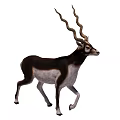 Graceful Antelope With Long Curved Horns And Brown White Coat