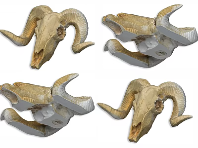 Decorative Sheep Skull Ornament Set for Home Decoration Display Pieces 3d model