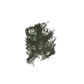 Lush Climbing Vine With Green Leaves Covering White Wall And Natural Growth