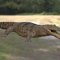 Crocodile With Open Mouth In Natural Habitat With Grassland And Trees