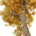 Tall Arbor With Golden Autumn Leaves And Rough Bark Texture Details