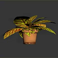 Vibrant Potted Plant With Yellow And Red Striped Leaves For Indoor Decor