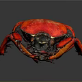 Vibrant Red Beetle With Black Head And Legs On Dark Background