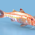 Vibrant Red and White Striped Aquatic Fish with Whiskers and Fins