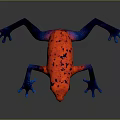 Vibrant Red Reptile Lizard With Black Spots And Blue Limbs On Dark Background