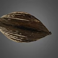 Clam Shell With Brown And White Striped Pattern On Gray Background 3d model