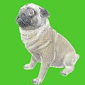 Cute Pug Dog Sitting On Green Background With Big Eyes And Wrinkles