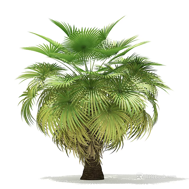 Lush Tropical Palm Tree with Green Fan shaped Leaves and Dense Foliage 3d model 