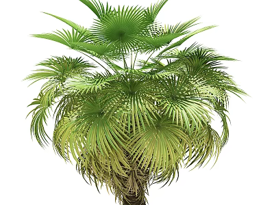 Lush Tropical Palm Tree with Green Fan shaped Leaves and Dense Foliage 3d model