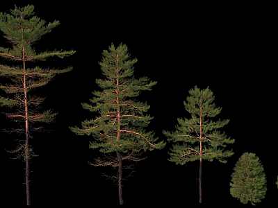 Trees of Various Sizes Isolated on Black Background with Green Foliage 3d model