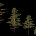 Trees of Various Sizes Isolated on Black Background with Green Foliage