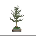 Two Potted Arbor Trees with Green Foliage on Circular Bases and Small Plants