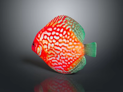 Vibrant Red And Green Discus Fish With White Spots Colorful Aquatic Animal 3d model
