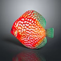 Vibrant Red And Green Discus Fish With White Spots Colorful Aquatic Animal