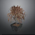 Ornamental Plant With Red And Orange Leaves In Black Marble Planter On Dark Background