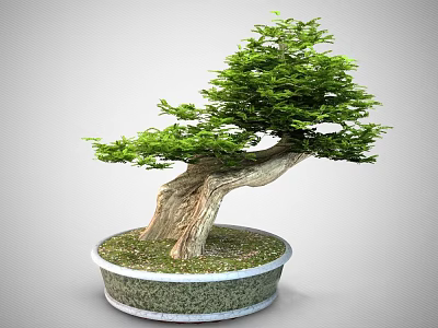 Bonsai Tree With Curved Trunk Green Foliage In Round Pot With Soil And Pebbles 3d model