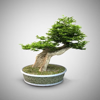 Bonsai Tree With Curved Trunk Green Foliage In Round Pot With Soil And Pebbles 3d model