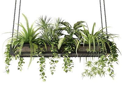 Hanging Basket with Various Green Plants Ferns and Vines for Indoor Decor 3d model