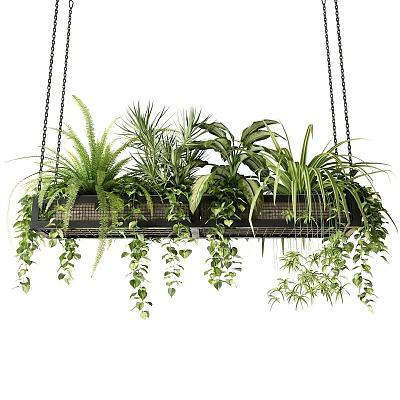 Hanging Basket with Various Green Plants Ferns and Vines for Indoor Decor 3d model