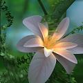 Beautiful Pink Flower With Soft Petals And Green Vines In Natural Garden