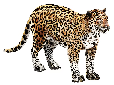 Wild Jaguar With Spotted Coat Powerful Stance Isolated On White Background 3d model