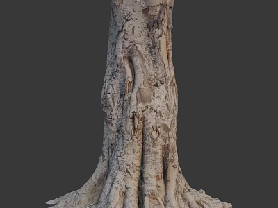 Tall Arbor Tree Trunk With Intricate Bark Texture And Exposed Roots 3d model