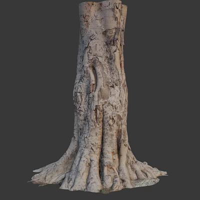 Tall Arbor Tree Trunk With Intricate Bark Texture And Exposed Roots 3d model