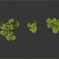 Three Green Plants With Round Leaves And Slender Stems In Growth State
