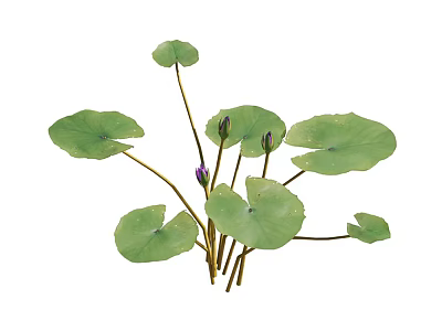 Lush Aquatic Plants With Green Leaves Purple Flower And Long Stems 3d model