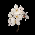 White Cherry Blossoms With Blooming Flowers And Pink Buds On Black Background