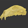 Detailed Animal Skull Bone Structure With Sharp Teeth And Anatomical Features 3d model