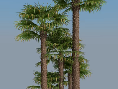 Modern Palm Tree 3d model
